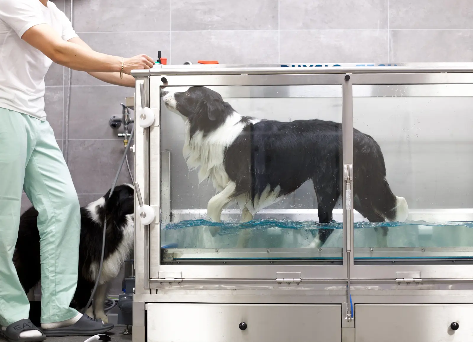 Aquaterapie (Physiotech) - Fyzioterapie zvířat KineVet